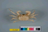 藏品(角眼沙蟹)的圖片